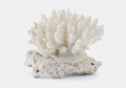 koral